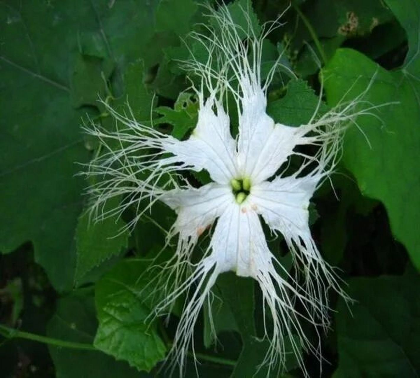 每日一药(清化热痰药～瓜蒌) 性味归经// 甘,微苦,寒.归肺,胃,大肠经.