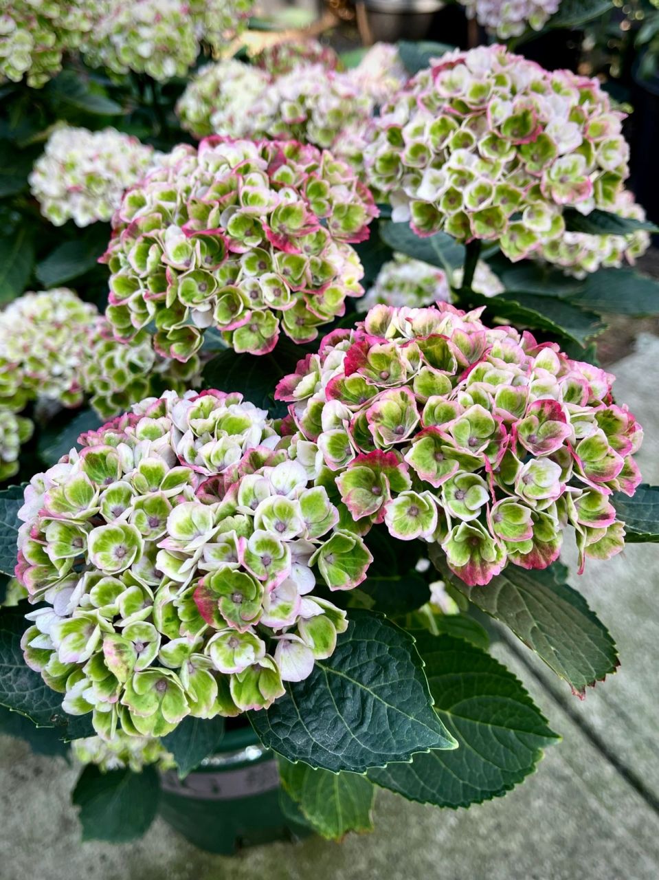 魔幻革命绣球可以不用修剪,来年新老枝都可以继续开花,所以花期观赏