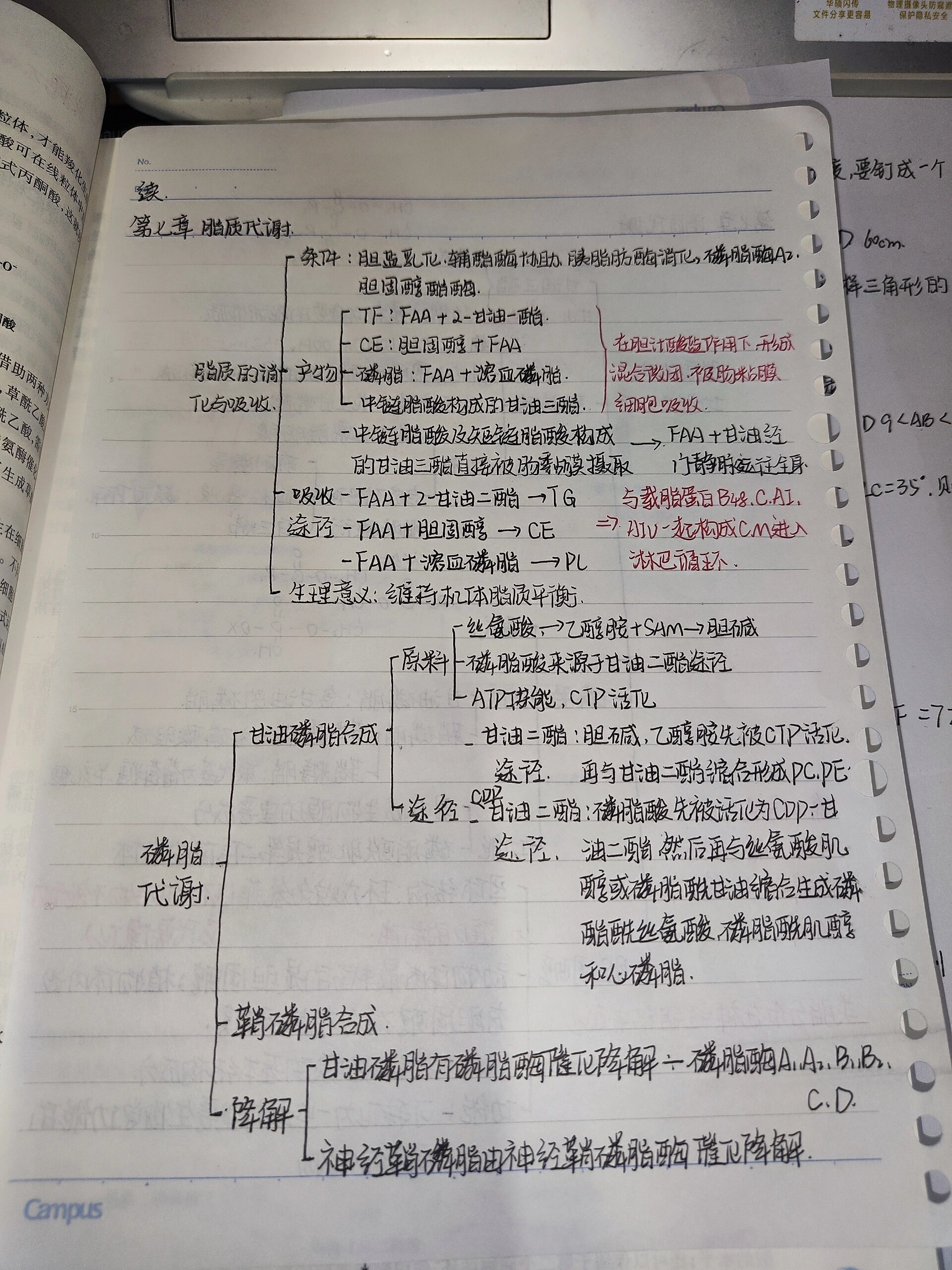 生化 脂质代谢思维导图来啦