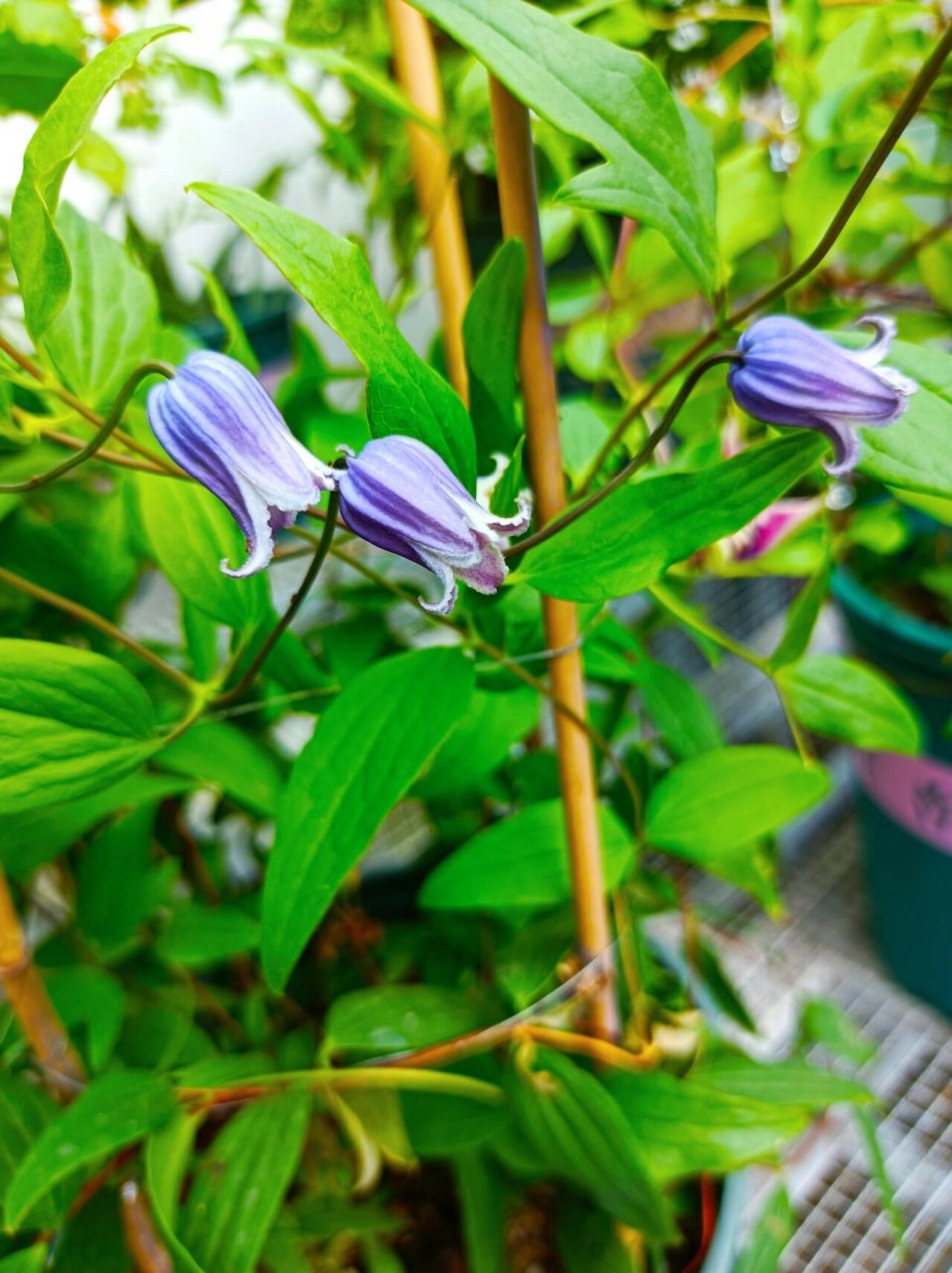 高颜值铃铛铁线莲.