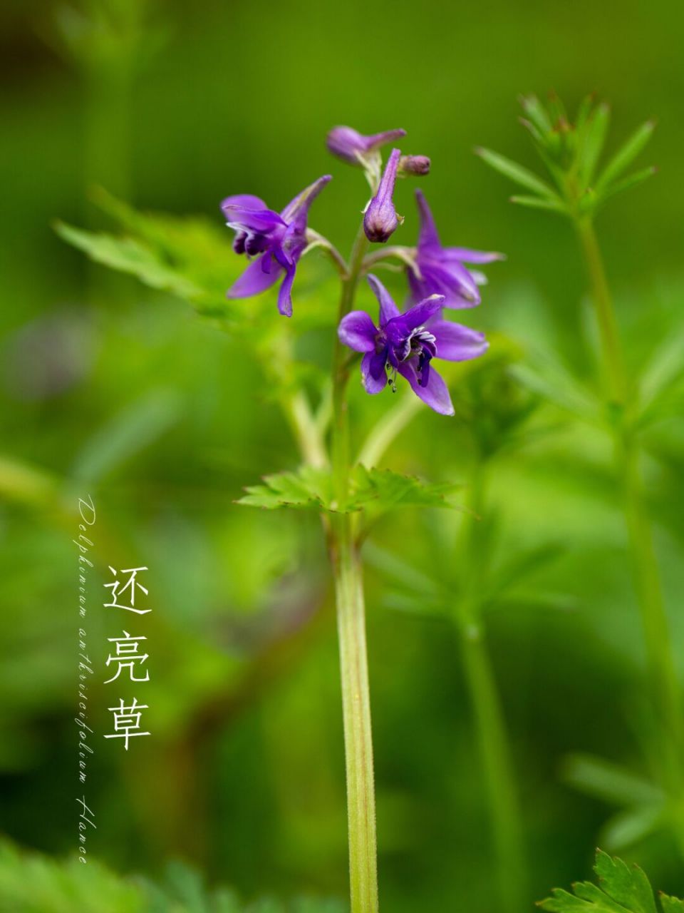 还亮草|最美人间四月天 魂飞燕草经年碧, 心似湘莲澈底红.