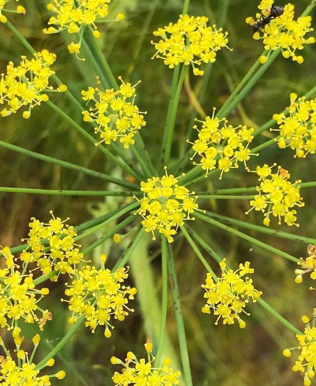 每日一花 46| 茴香 foeniculum vulgare 61茴香,也被称为甜茴香,汉