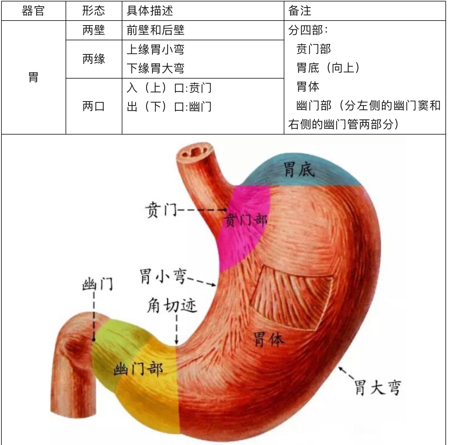 空腔器官形态对比94 99空腔脏器