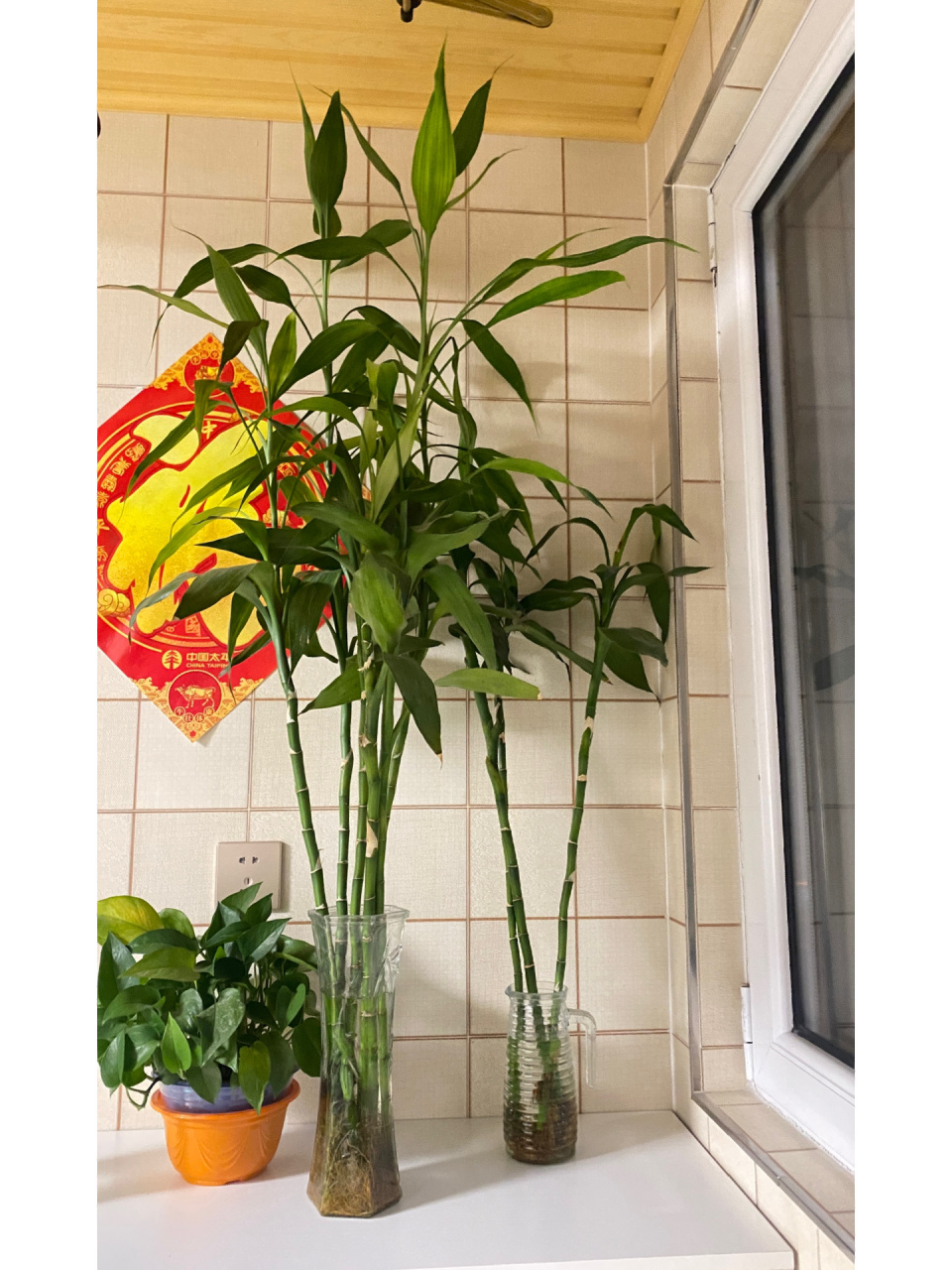 富贵竹怎么修剪啊?