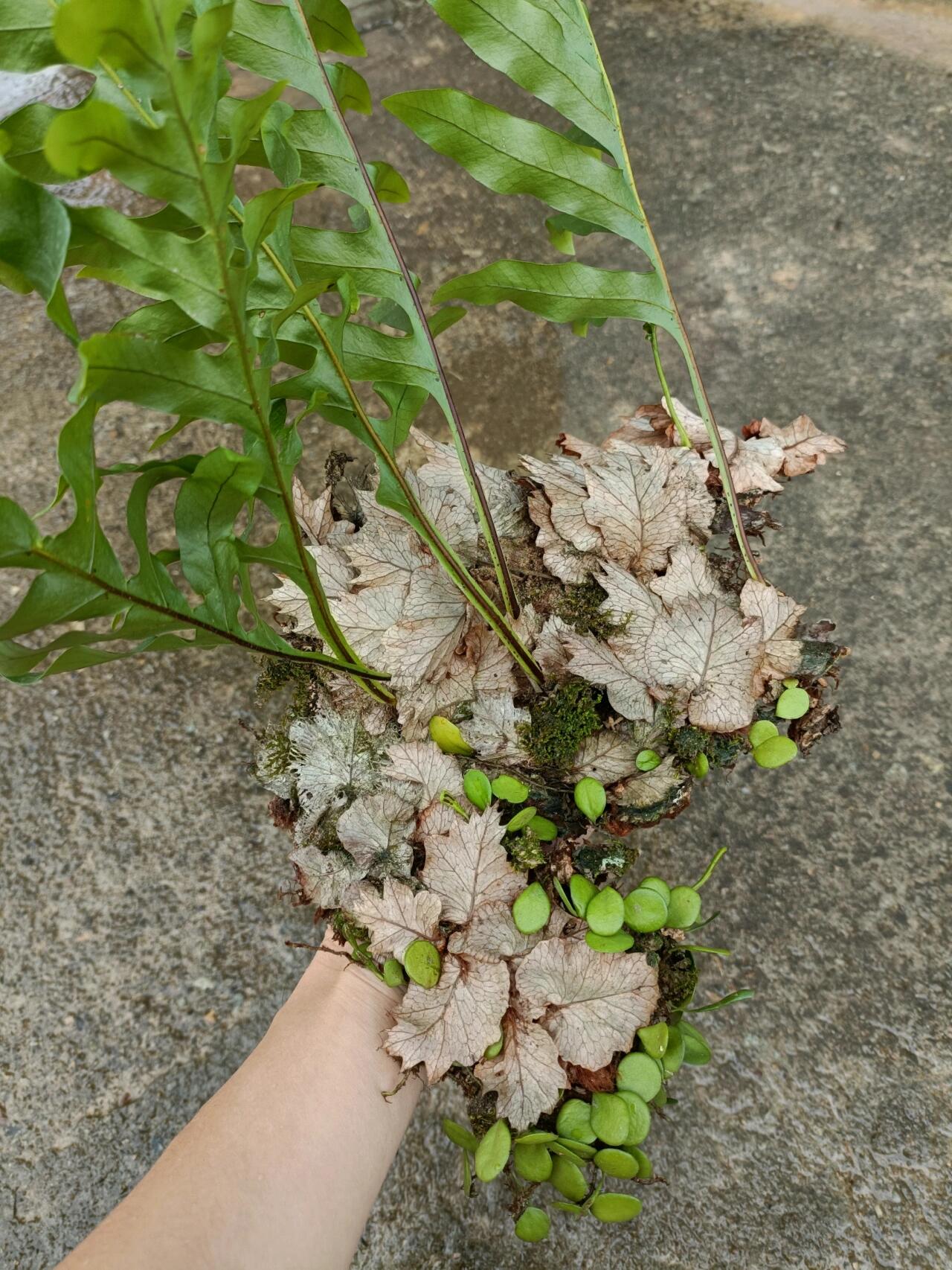 蕨类植物 针毛蕨/槲蕨附生伏石蕨/鳞盖蕨 	 都是比较常见的品种,非