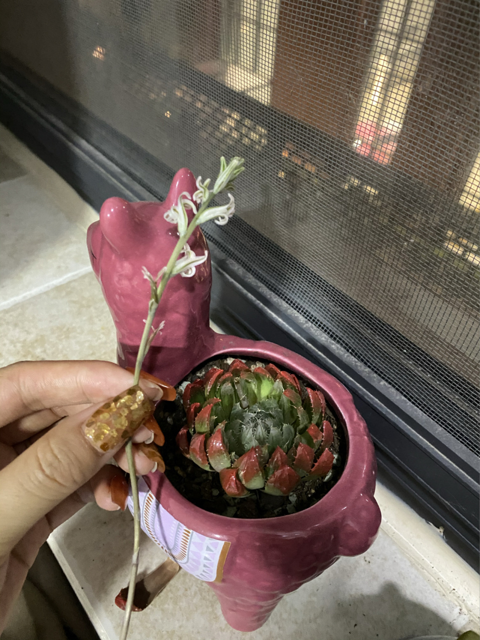 樱水晶多肉的花剑可以扦插吗?