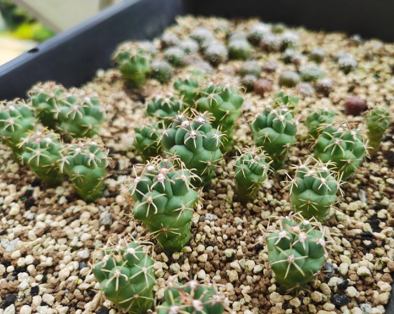 开黑花的球～黑罗刹 今天介绍个比较特别的品种,全名黑花罗刹锦,它不