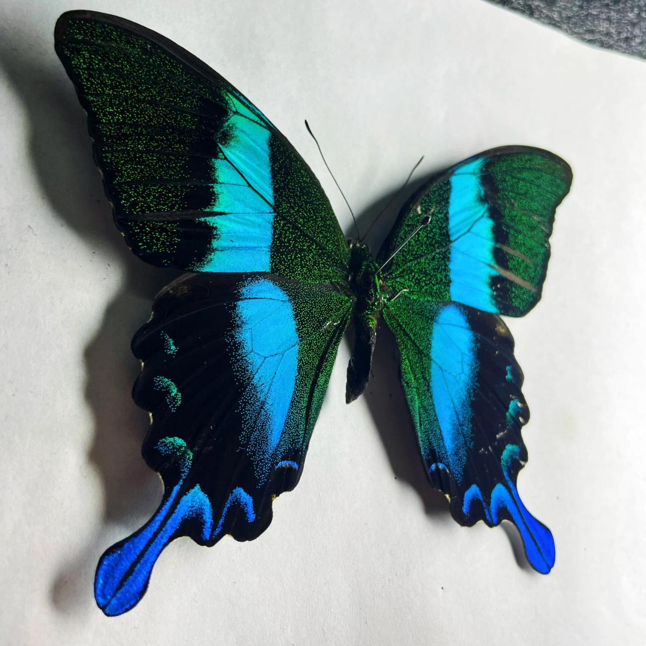 第十六期 爱神凤蝶(papilio blumei) 属凤蝶科翠凤蝶亚属,是一种中