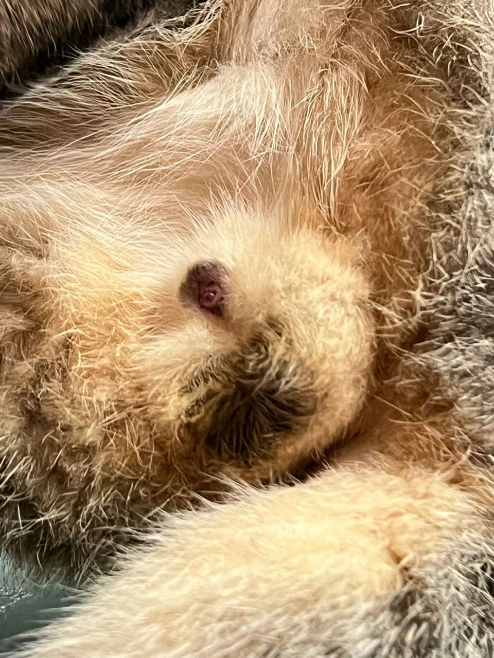 家长们 公猫未绝育蛋蛋发黑有分泌物 有没有经验丰富的家长 刚刚宠物