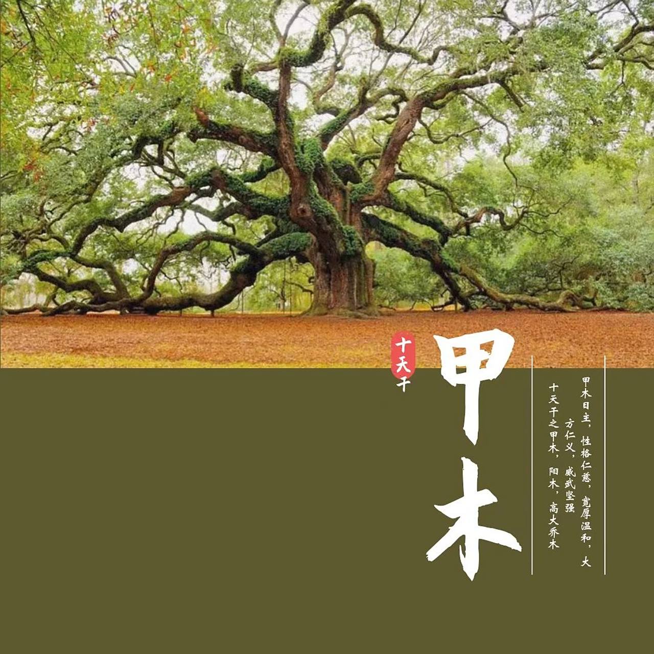 十天干之甲木 十天干之甲木, 甲木为十天干之首,甲木是森林中的大树