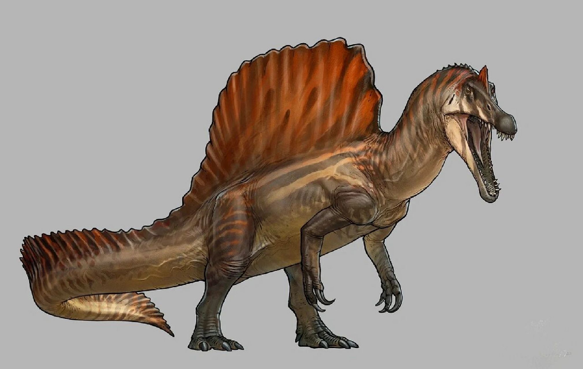 埃及棘龙复原图 模式种埃及棘龙,棘龙属下唯一成员 体长14米前后8吨