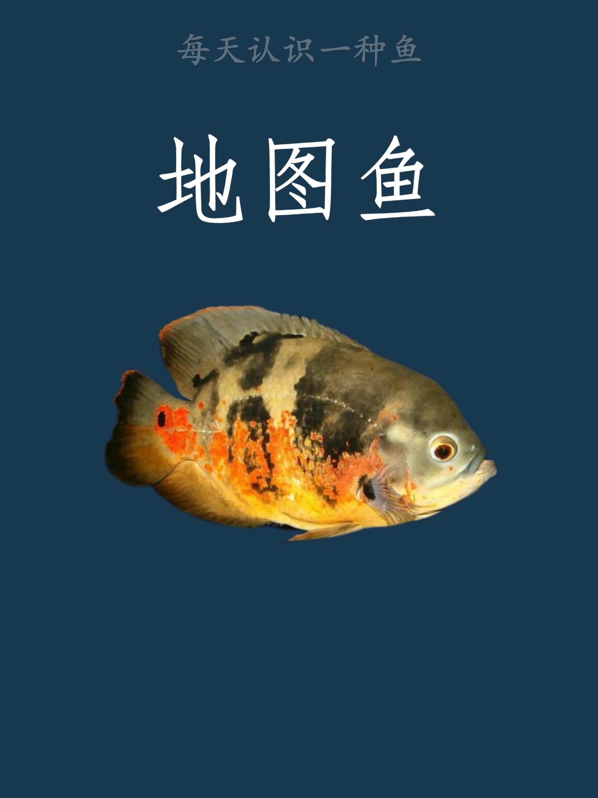 每天认识一种鱼