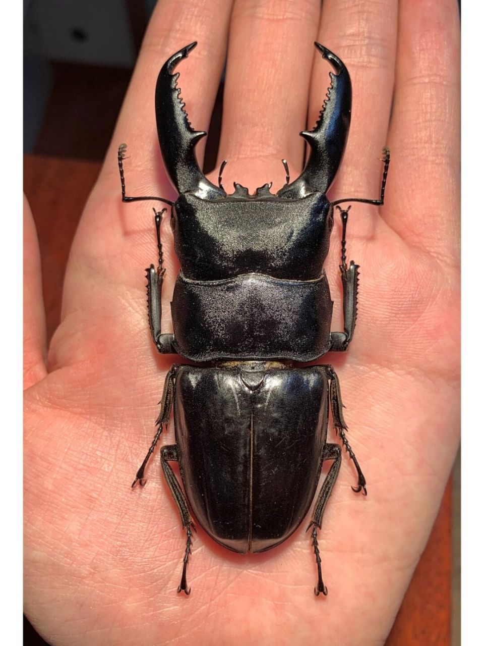 标本分享～ 南亚地区的三种巨扁锹甲 民答那峨巨扁,苏门答腊巨扁