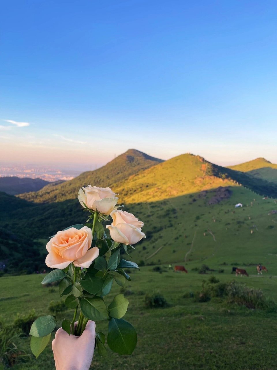 大姆山原生态草原图片