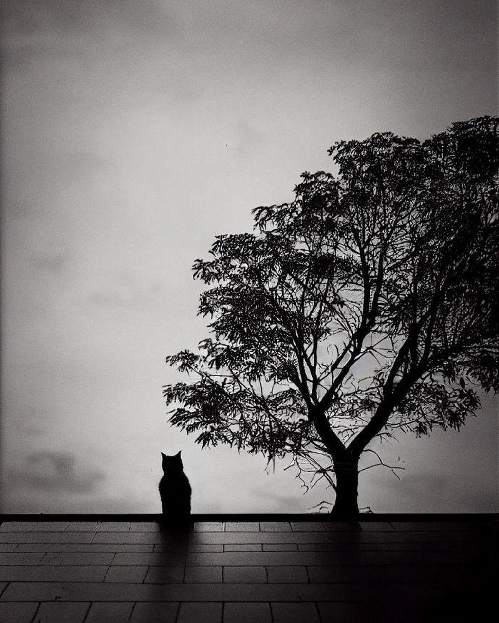 孤独的猫 - mezzoviaggio头条创作挑战赛