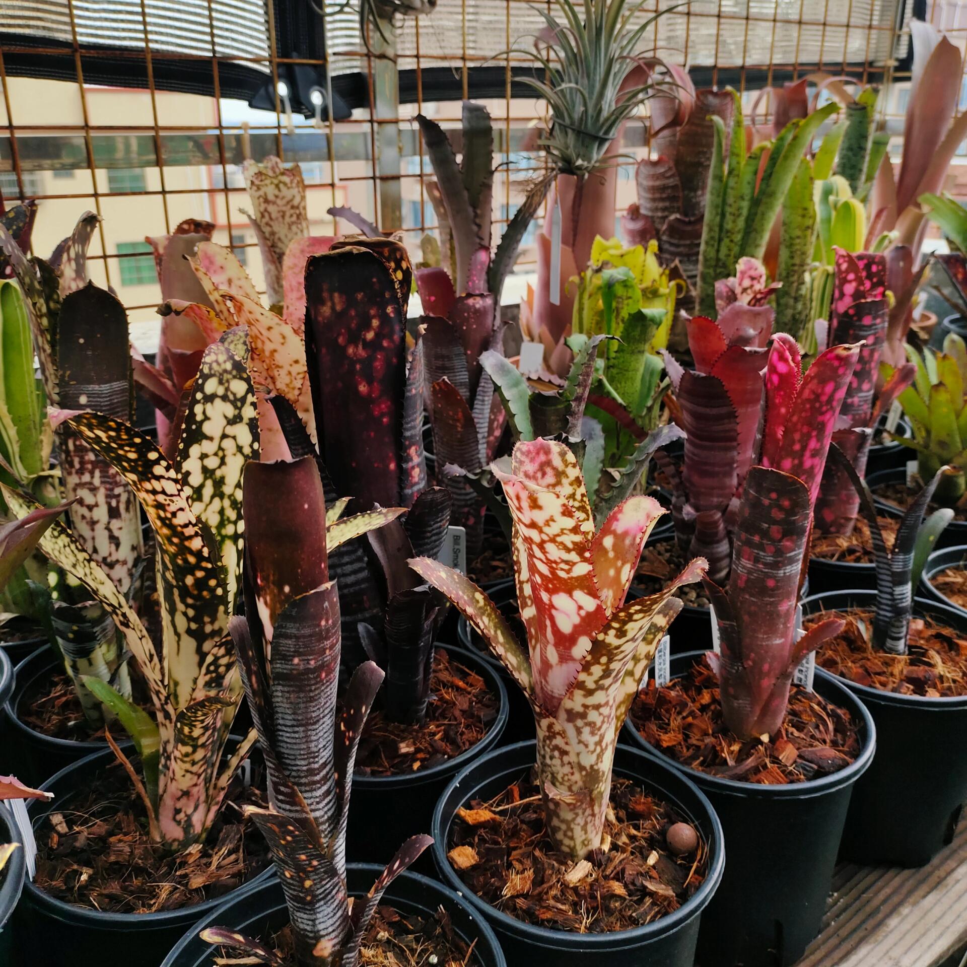 积水凤梨,野生的高脚杯