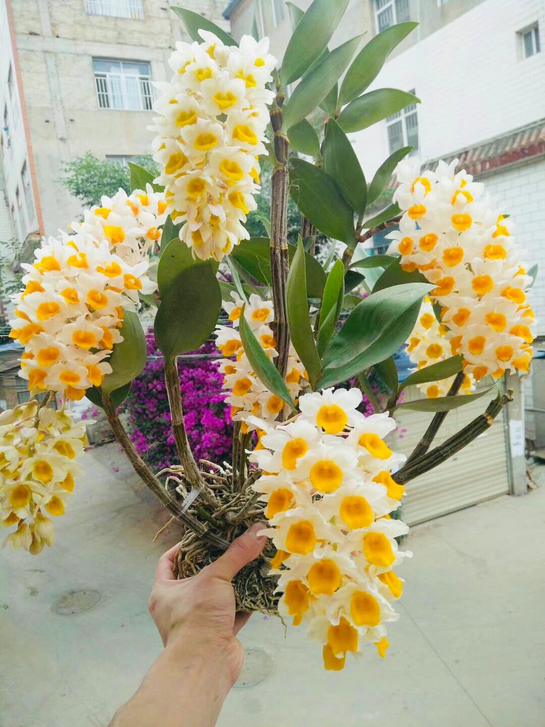 球花石斛   球花石斛,我最爱的石斛之一,有花香,可食用,攀附性极强