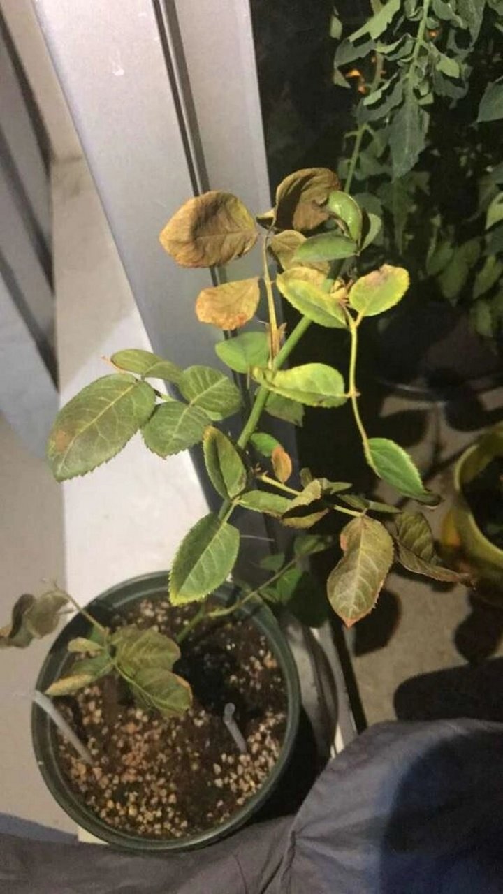 月季肥害表现症状以及解决方法75 月季肥害的症状月季肥害的症状