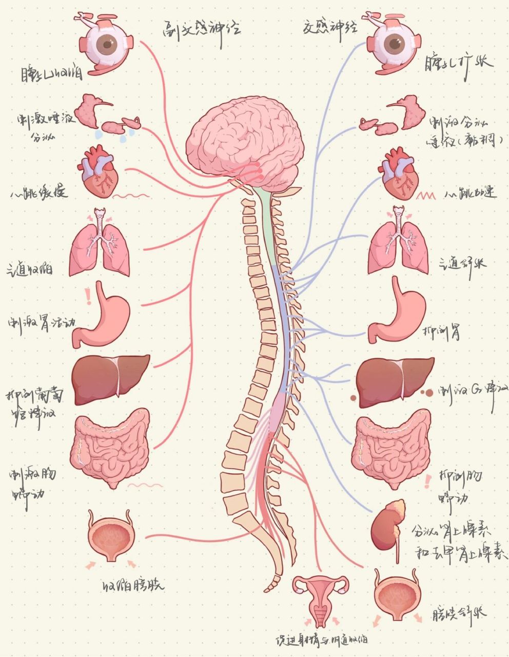 当年我学神经系统的时候也是对这个十分费解 神经系统真的是很难 但画