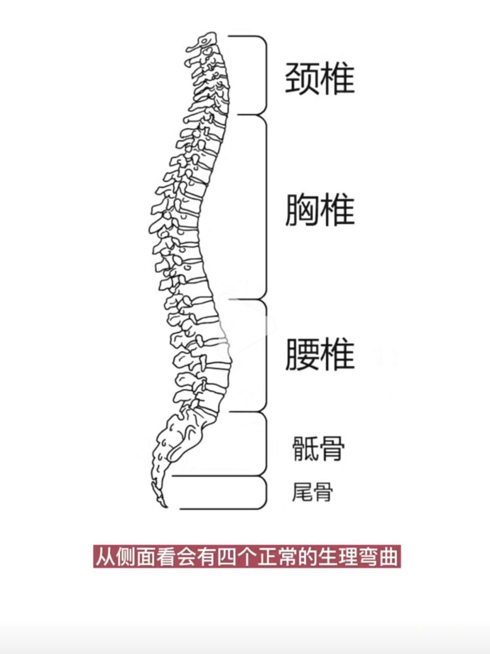 尾巴骨突出一块骨头图片