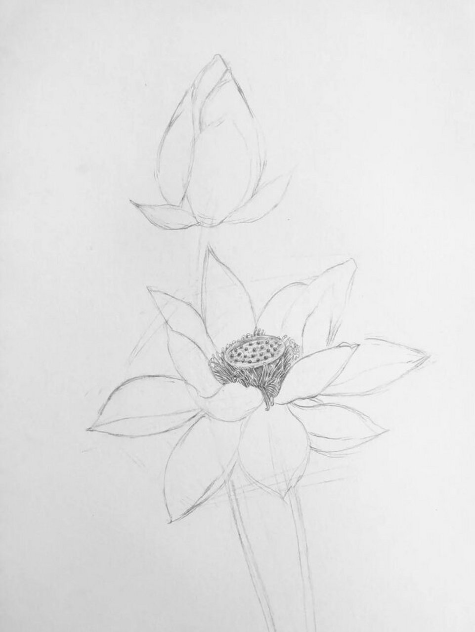 素描零基础教程之夏日荷花 ✏️仔细观察,花朵大概是个六边形,画