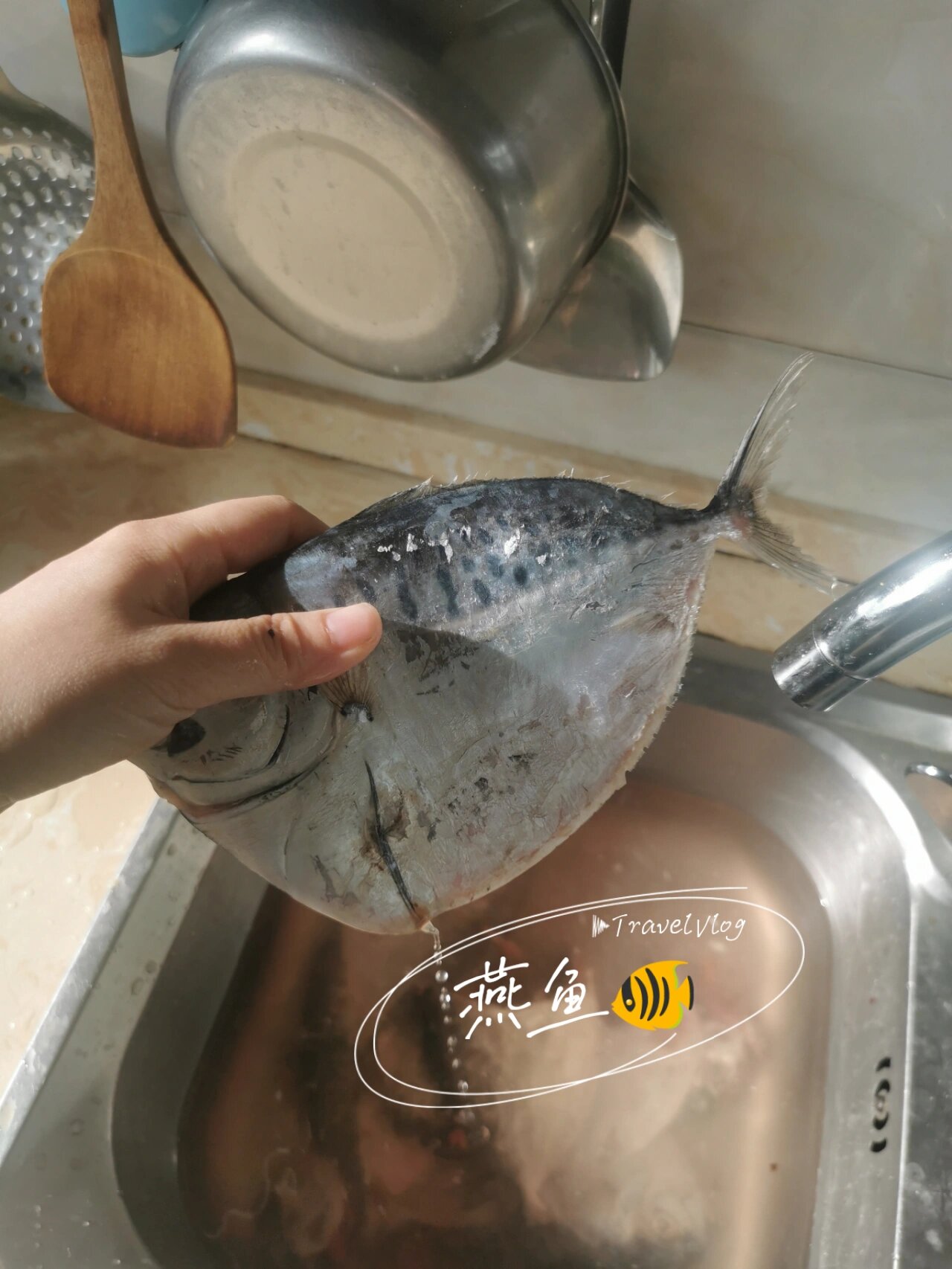 燕鱼96 在我们村这叫燕鱼,样子和平鱼差不多,但是比平鱼大,比平鱼厚
