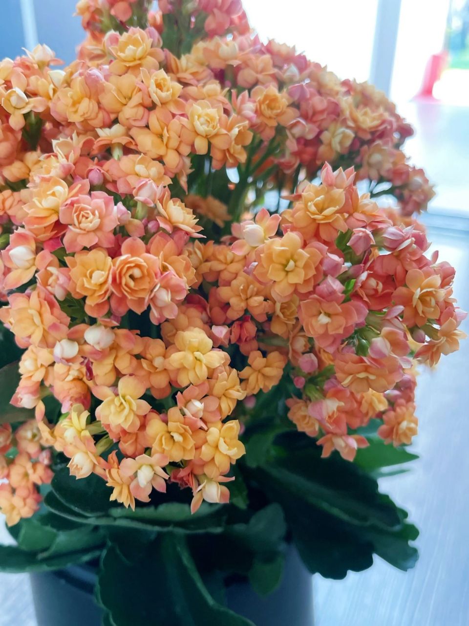 教你长寿花94爆盆秘笈 橙色长寿花   赛欧 渐变色的花朵美到心醉