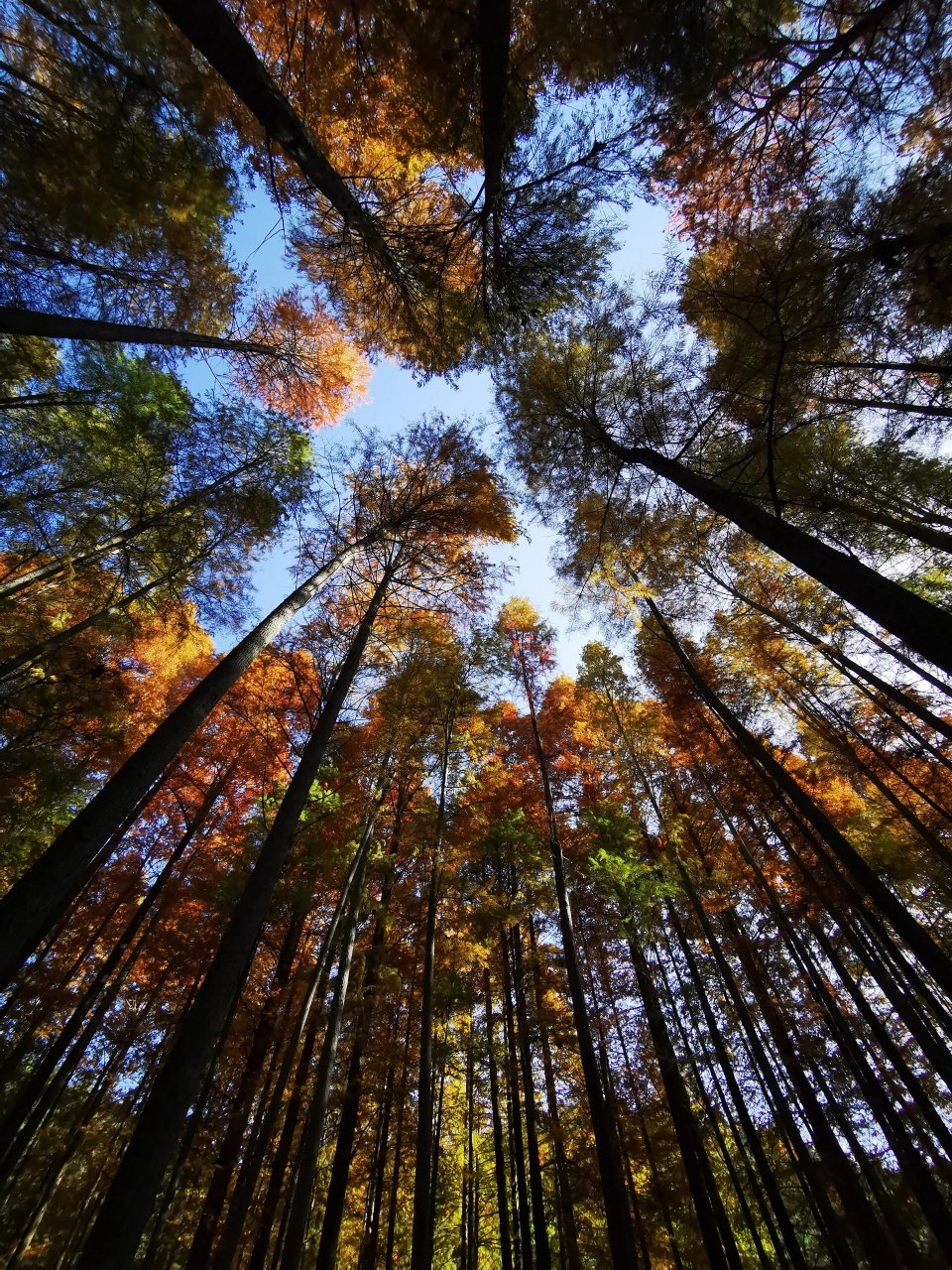靖州排牙山森林公园