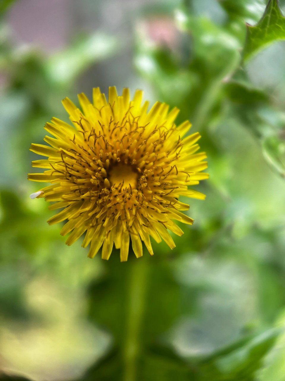 花叶滇苦菜 花叶滇苦菜开花之后,会长出小朵的蒲公英,很浪漫 哦.