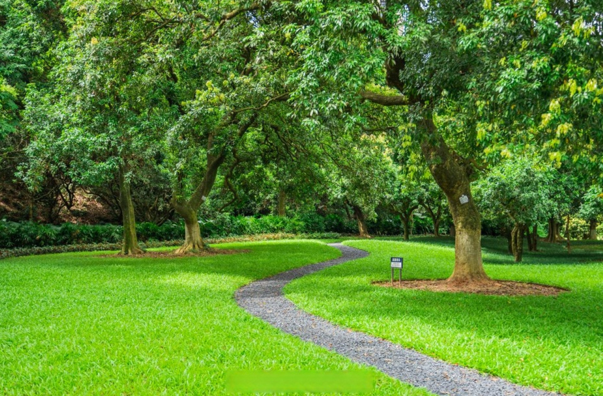 黄埔播报#【创新公园,古树公园!