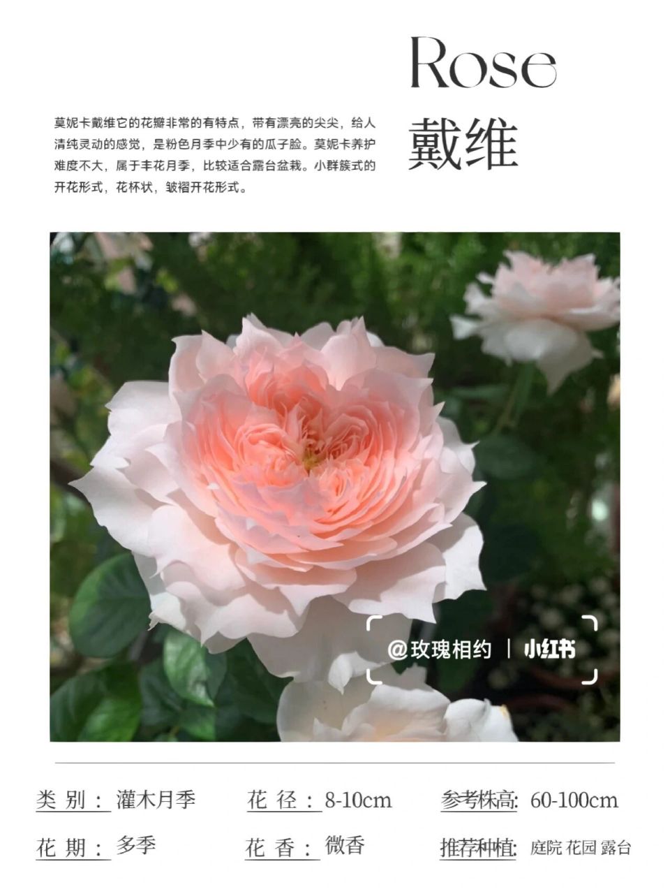 莫妮卡戴维月季优缺点 莫妮卡戴维月季的优缺特点如下: 花型较大,花瓣