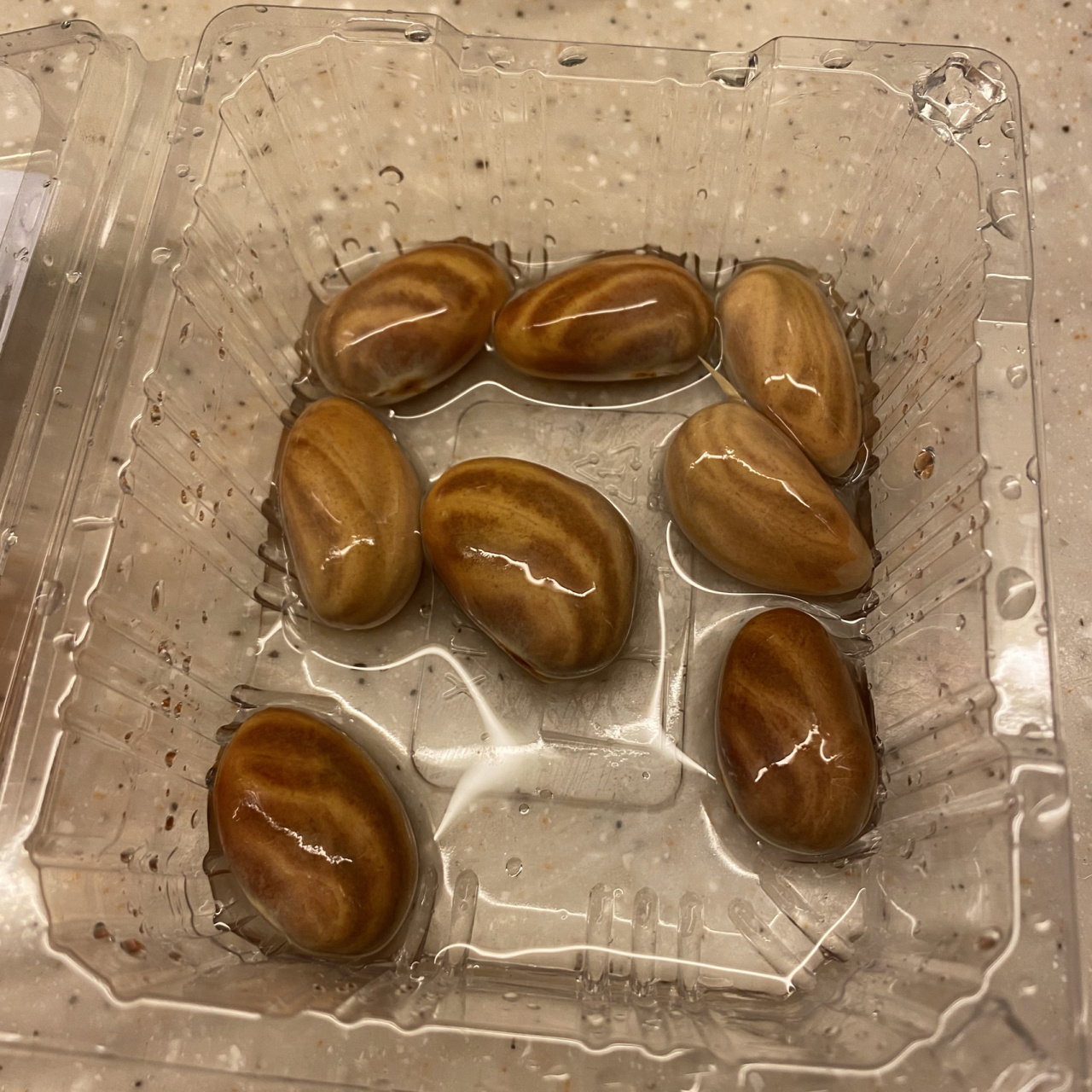 小苗日记94(菠萝蜜核初种) 【1.