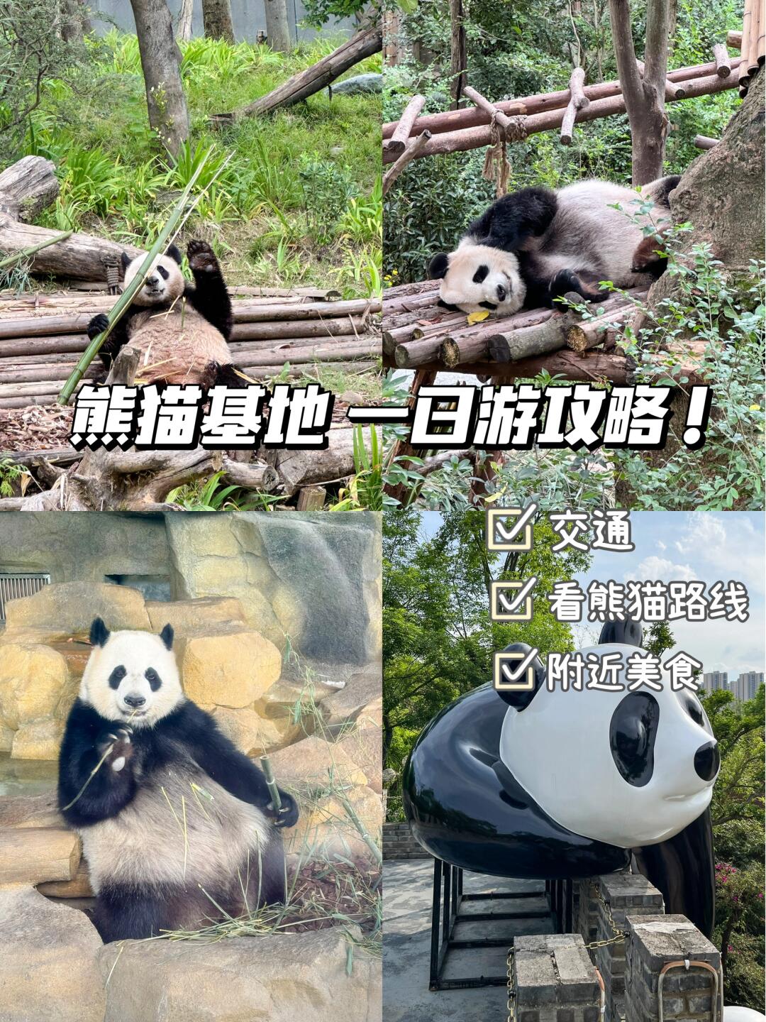 成都遛娃|熊猫基地一日游攻略98