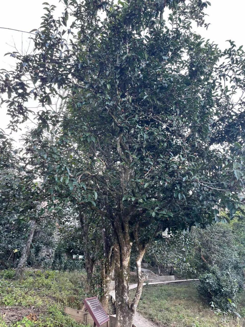 普洱茶界的一匹黑马——漭水(黄家寨) 96黄家寨古树茶,云南产地