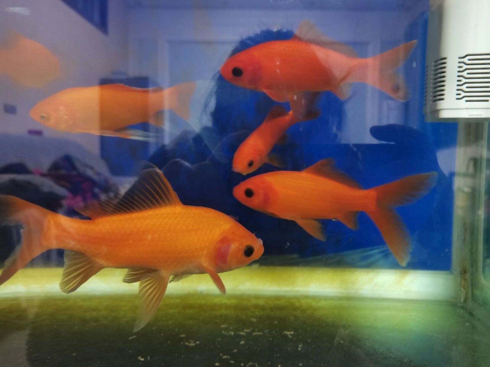 金鱼眼睛全是黑的怎么办 十一条鱼,好多鱼眼睛都是全黑的 有点怕,但是