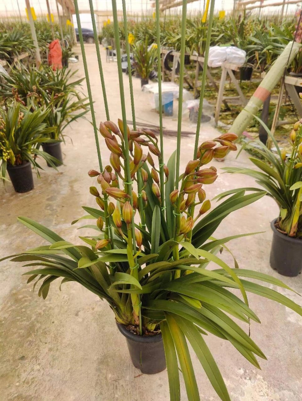 桌面金光‖大花蕙兰94 桌面金光 10装 5支49元 6-10支65元 #年度好