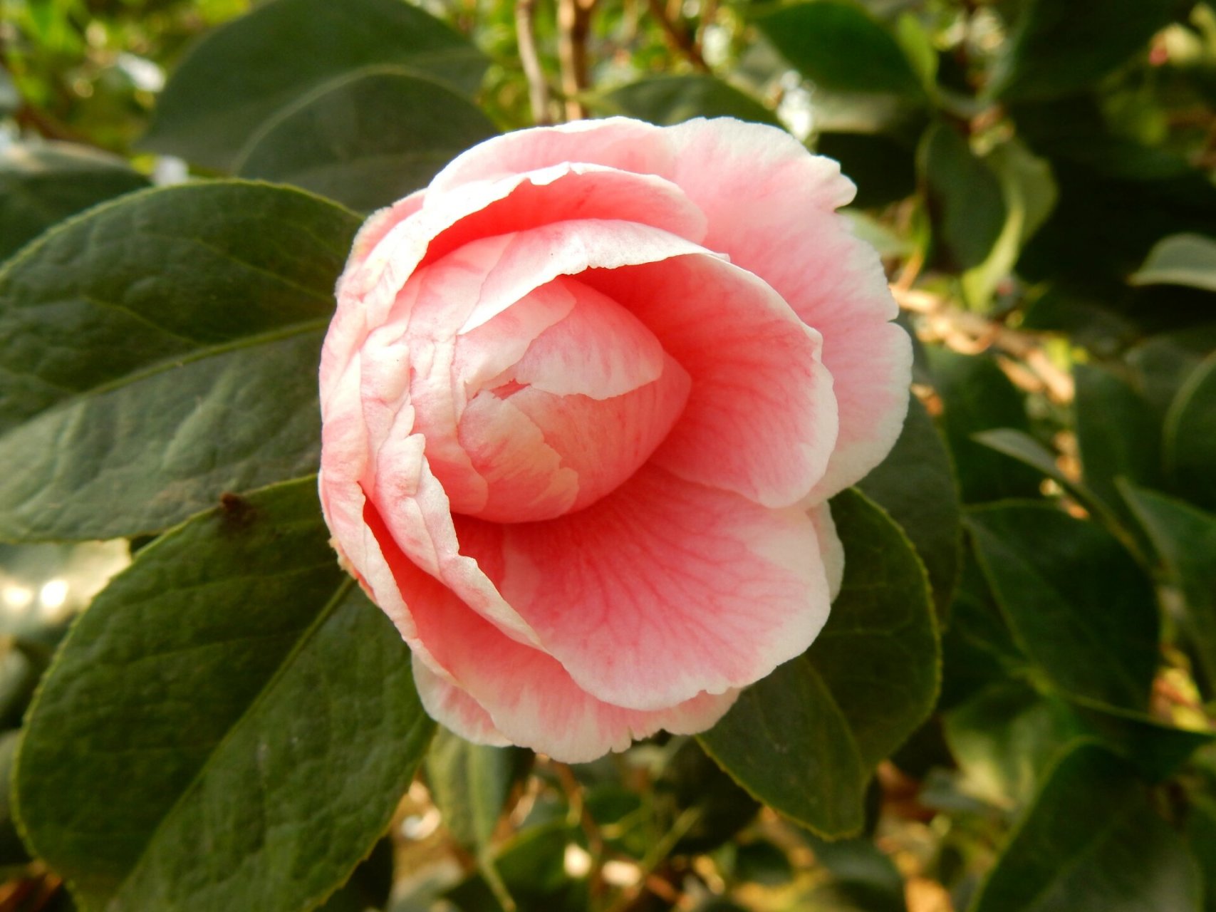 鸳鸯凤冠 茶花品种~鸳鸯凤冠 茶花鸳鸯凤冠属浙江名品之一.