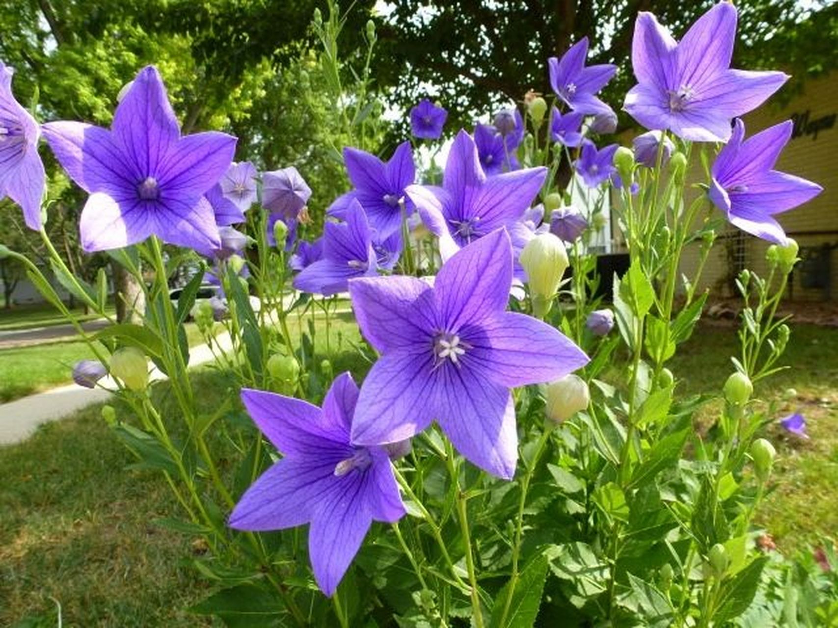 植物大赏|中国桔梗 原产于中国和朝鲜半岛的多年生宿根植物,中国桔梗