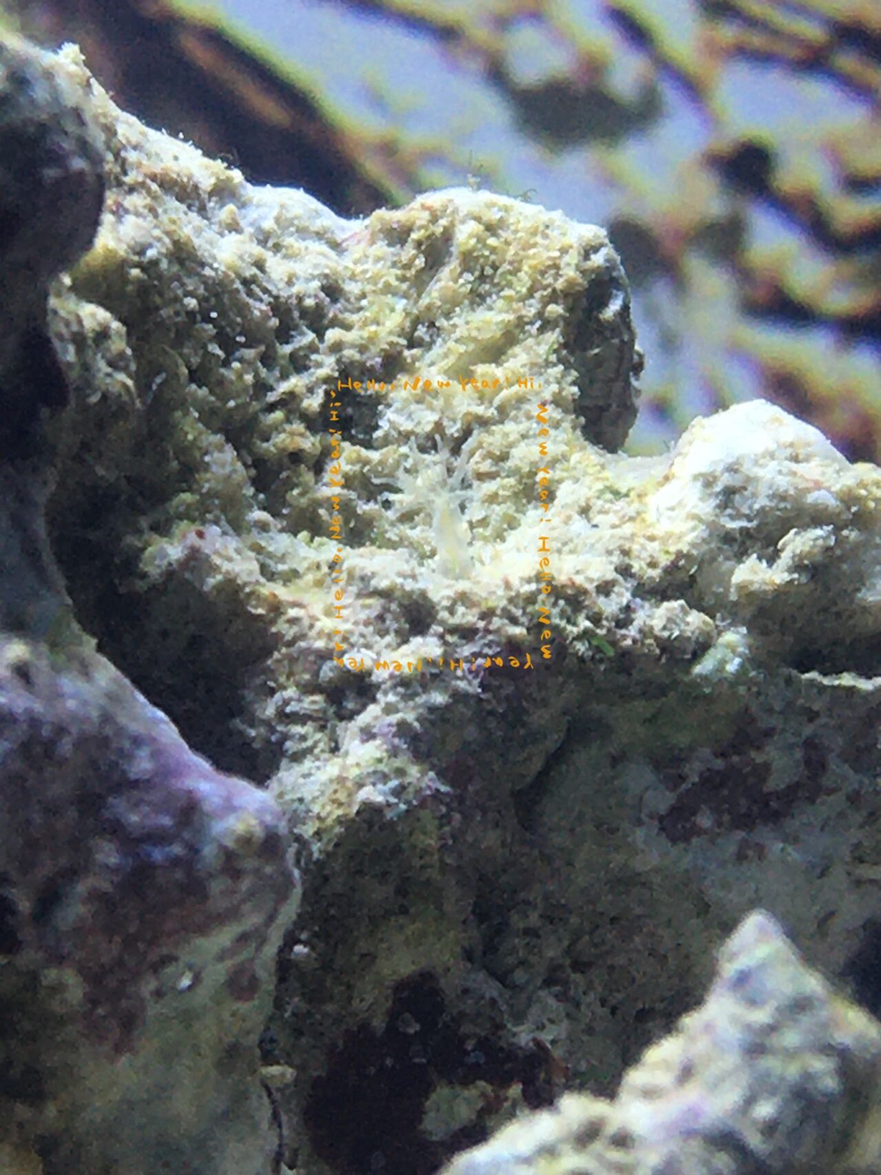 活石上的是垃圾葵还是管虫呀 活石爆藻中,今天发现一个这个,是垃圾葵