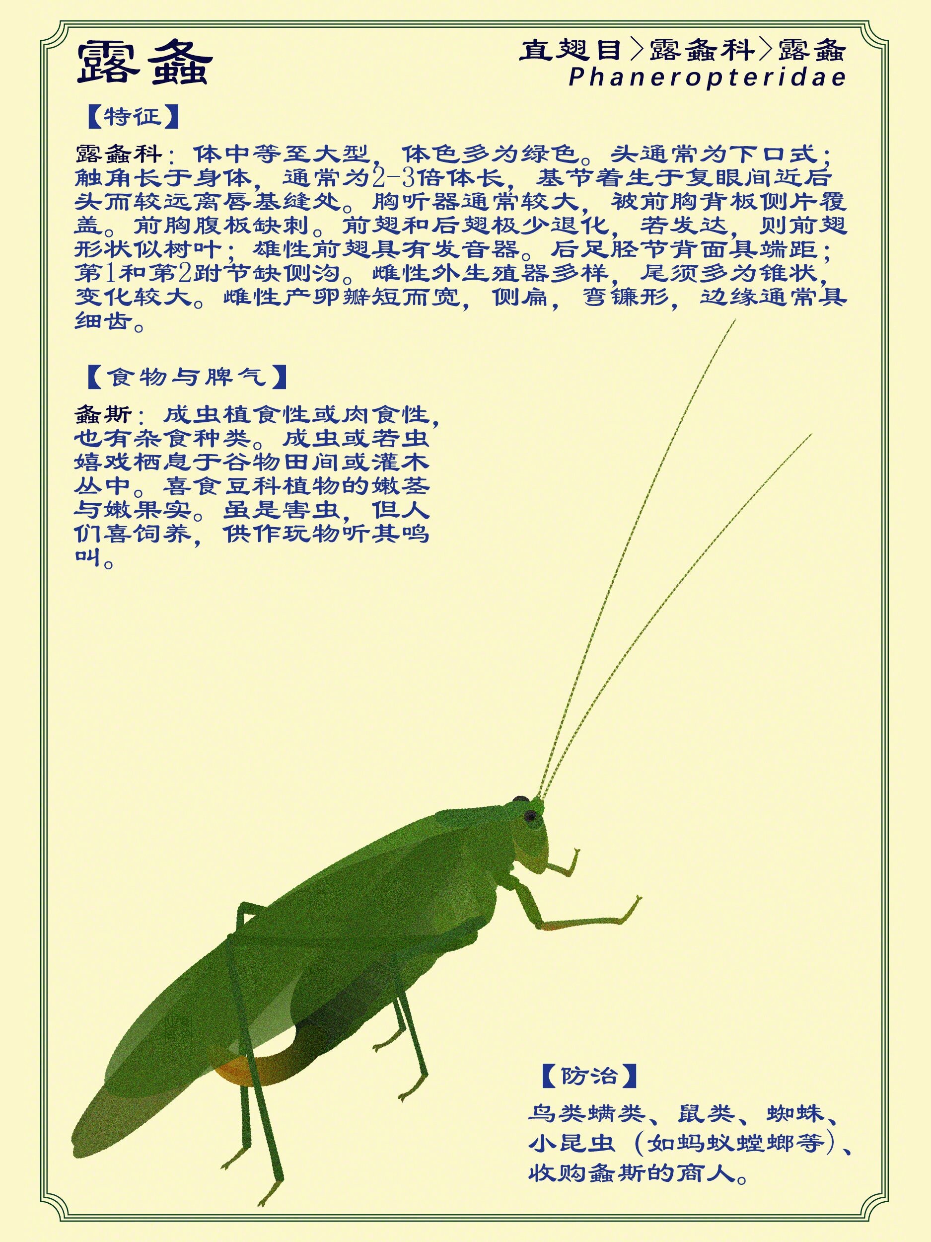 螽斯   【每天一练·露螽】 05 直翅目,露螽科,露螽 p1:这张先画到