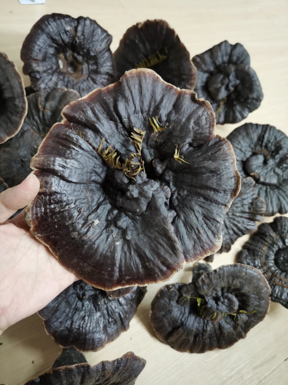 睡眠质量不好的人,不妨试试灵芝黄芪茶饮 灵芝有补气安神,保肝护肝