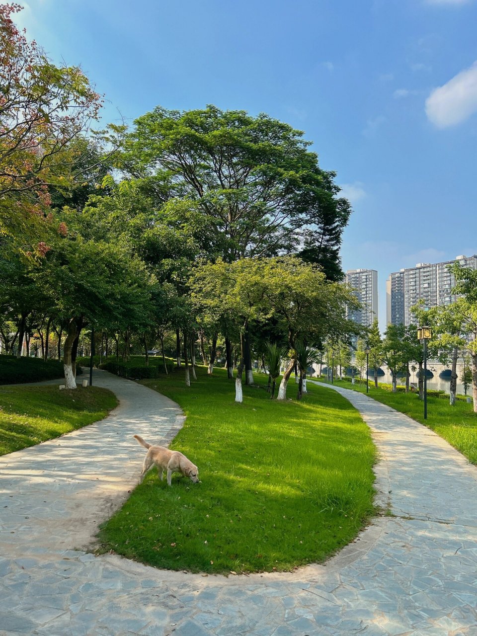 佛山适合遛狗的好地方绿岛湖湿地公园97 秋日 蓝天 绿地 周六 带上
