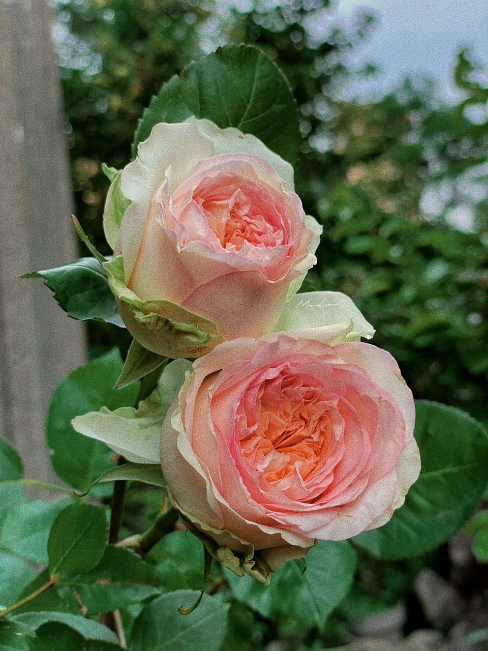 蝴蝶公主月季   蝴蝶公主 坐标:苏州 小院 盆栽 切花 直立 花瓣厚实