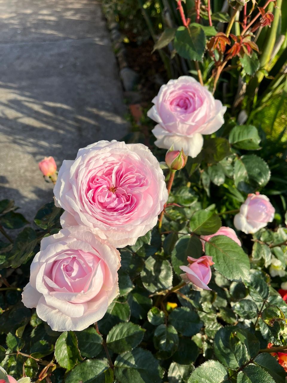 大卫奥斯丁月季 奥利维亚 奥斯丁中非常出色的一款玫瑰 开花 复花性好