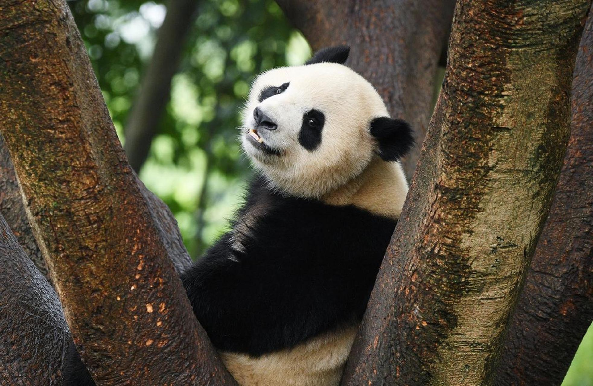 大熊猫春生,出生于2020年3月21日.