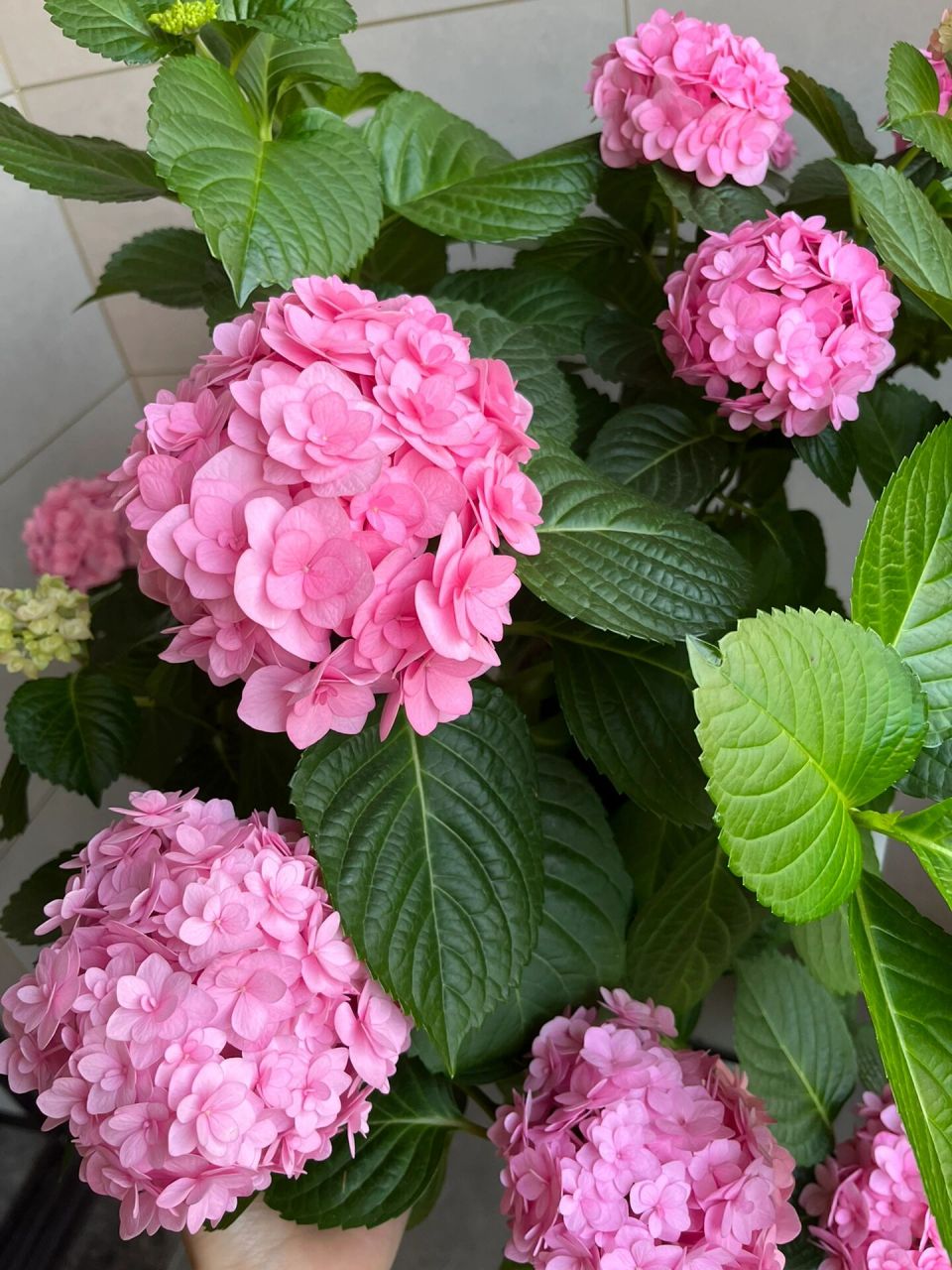 绣球 艾薇塔 这是养的第二年 今年直接爆花了96