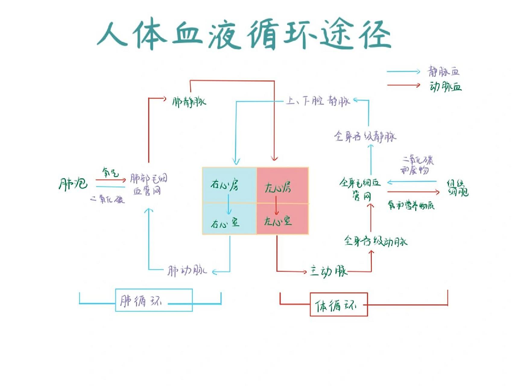 血液循环示意图及颈部血管解剖图 明天开始新生活,有点慌张,祝大家