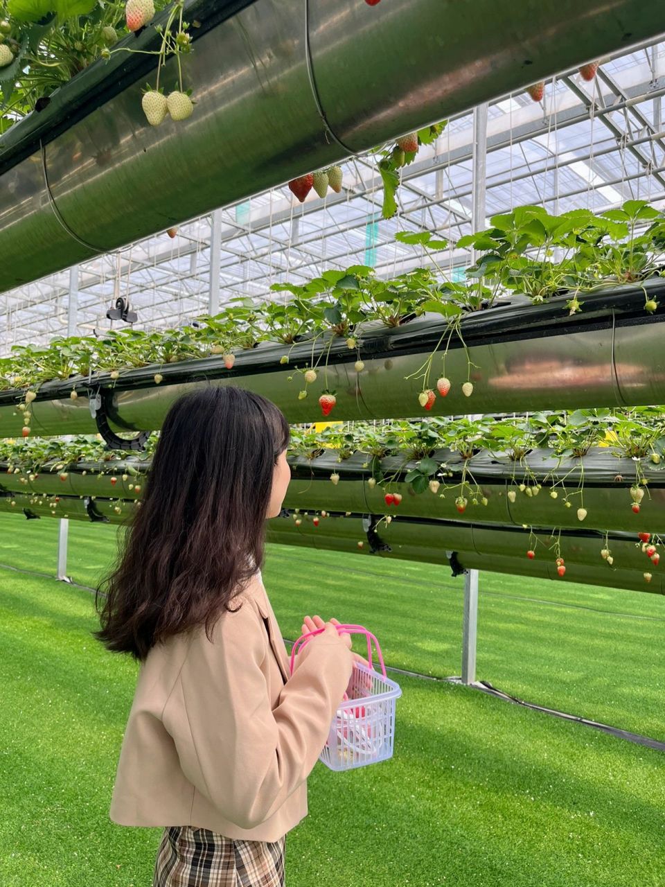 78广州少见的空中草莓园不用弯腰摘草莓超级酷的而且场地灰常干 !!