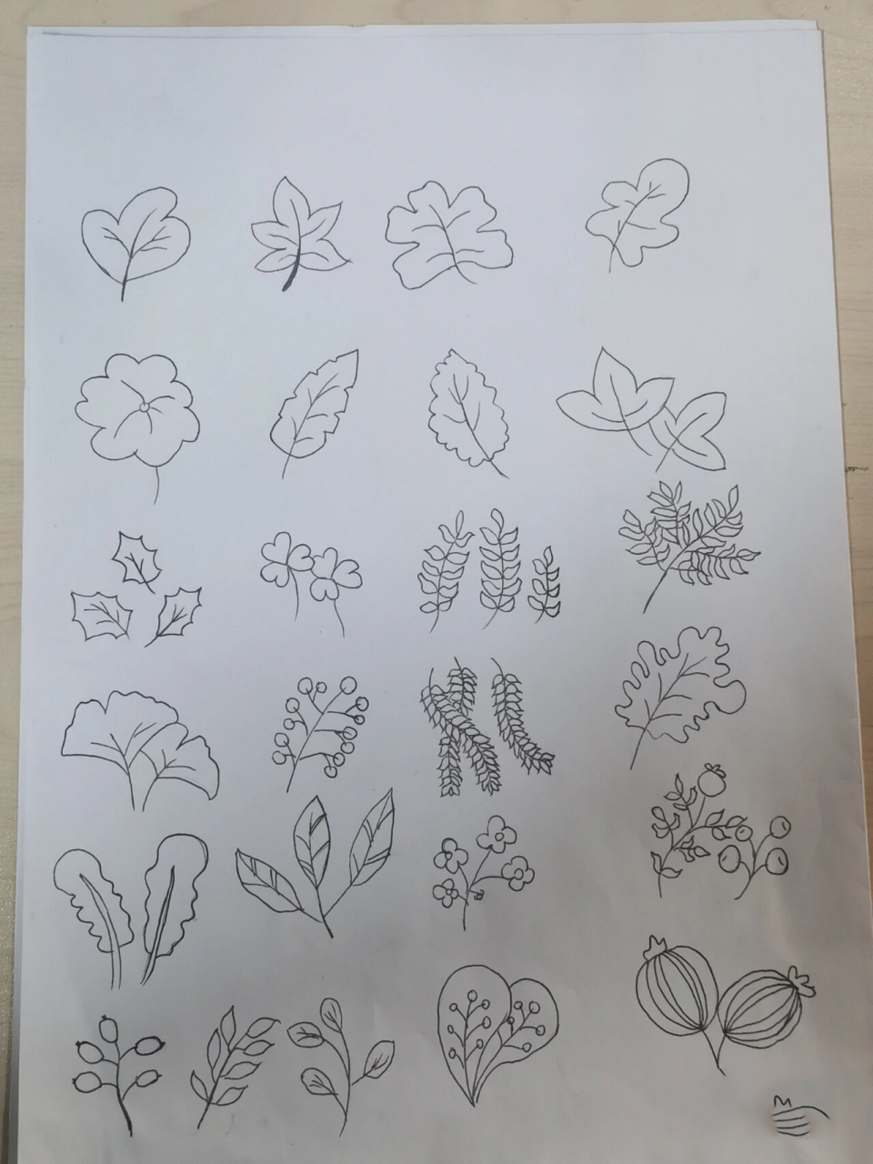 树叶形态 简笔画 绘画 打卡100天-第2天 秋风落叶  各种各样叶子形态