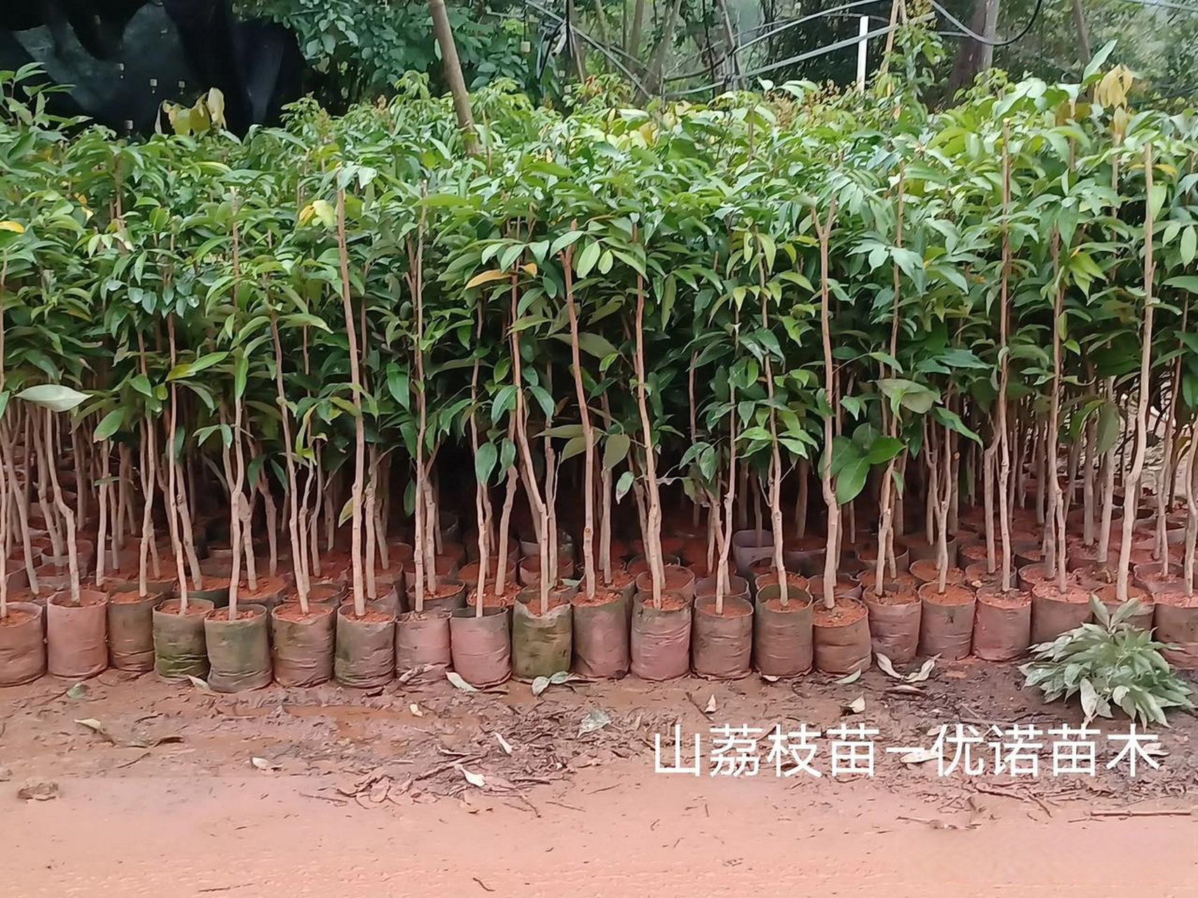 山荔枝苗,直生荔枝果苗,1-3公分粗的山荔枝苗,禾荔荔枝苗